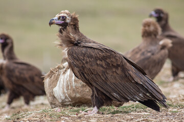 Cinereous Vulture, (Aegypius monachus) in its natural habitat. Wildlife.