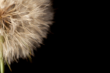 black background quarter half left dandelion
