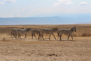 Fototapeta na wymiar Ngorongoro Krater