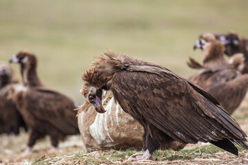Cinereous Vulture, (Aegypius monachus) in its natural habitat. Wildlife.