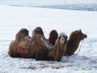 Bactrian camels in smow mongolian steppe, National park Terelj, Mongolia