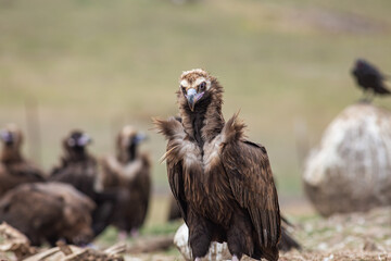 Cinereous Vulture, (Aegypius monachus) in its natural habitat. Wildlife.