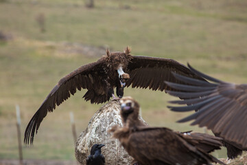 Cinereous Vulture, (Aegypius monachus) in its natural habitat. Wildlife.