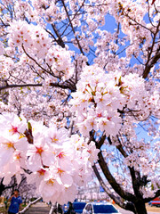 cherry blossom