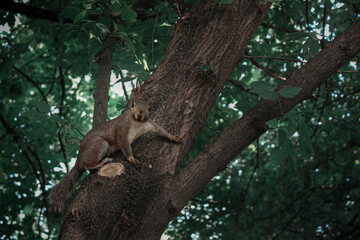 Squirrel looking at camera on leafy tree trunk.