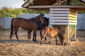 Group of brown horses in the paddock eating hay in autumn sunlight