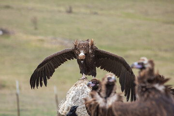 Cinereous Vulture, (Aegypius monachus) in its natural habitat. Wildlife.
