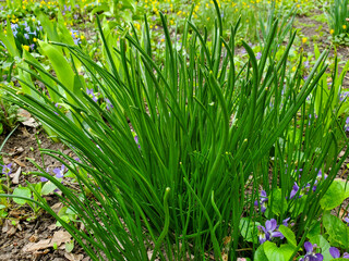 green grass in spring