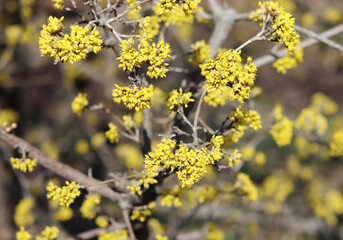 Spring budding Cornus mas is commonly known as dogwoods. Cornelian cherry or European cornel is a shrub with red fruits that is also often wild. He is also one of the medicinal plants.