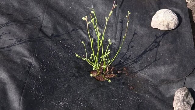 Garden field covered with black color textile weed control mulch, blueberry bushes (Vaccinium corymbosum) growing in spring. Prevents weeds from growing. Watering freshly planted bush.