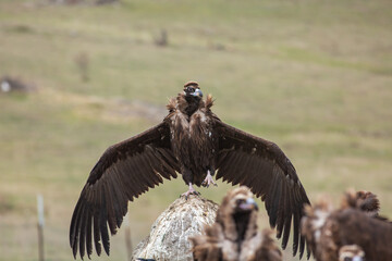 Cinereous Vulture, (Aegypius monachus) in its natural habitat. Wildlife.