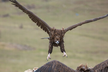 Cinereous Vulture, (Aegypius monachus) in its natural habitat. Wildlife.