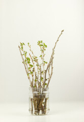 Isolated on white background currant cuttings with blossoming leaves in a glass jar. The process of growing new seedlings