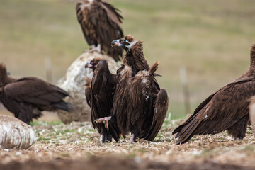 Cinereous Vulture, (Aegypius monachus) in its natural habitat. Wildlife.