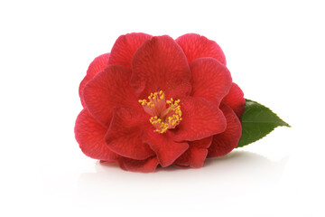 red flower of camellia on a white background
