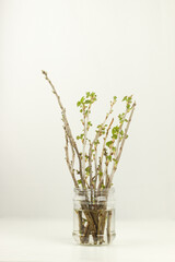 Isolated on white background currant cuttings with blossoming leaves in a glass jar
