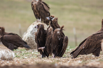 Cinereous Vulture, (Aegypius monachus) in its natural habitat. Wildlife.