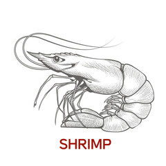 Large shrimp sketch, hand drawn prawn in engraved graphic style for fish menu restaurants and for packaging, vector