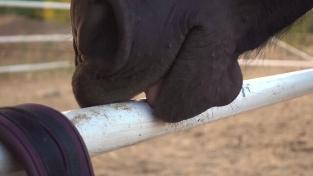 Closeup of horse head that licking the metal fence in the paddock