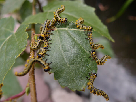 Caterpillars Eating Birch Leaves