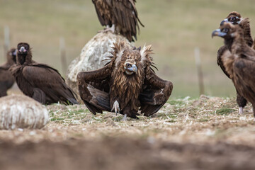 Cinereous Vulture, (Aegypius monachus) in its natural habitat. Wildlife.