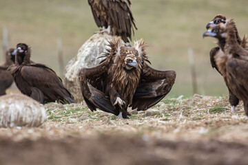 Cinereous Vulture, (Aegypius monachus) in its natural habitat. Wildlife.