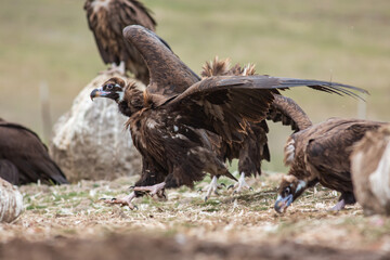 Cinereous Vulture, (Aegypius monachus) in its natural habitat. Wildlife.