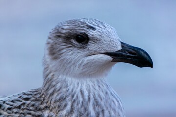 Portrait of young european herring gull on a beach