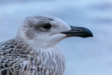 Portrait of young european herring gull on a beach