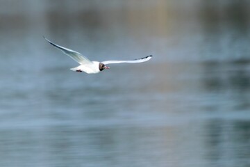 Flight of Black-headed Gull on a lake