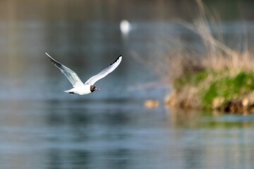 Flight of Black-headed Gull on a lake
