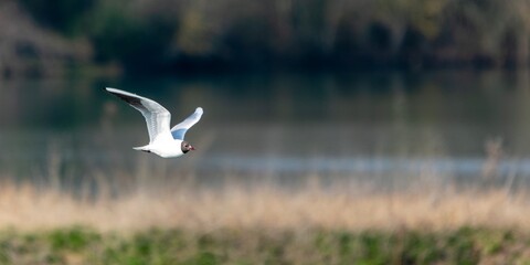 Flight of Black-headed Gull on a lake