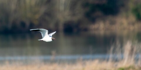 Flight of Black-headed Gull on a lake