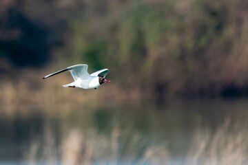 Flight of Black-headed Gull on a lake