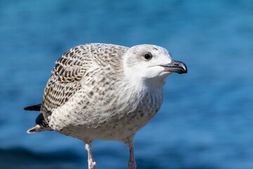 Portrait of young european herring gull on a beach