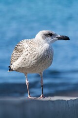 Portrait of young european herring gull on a beach