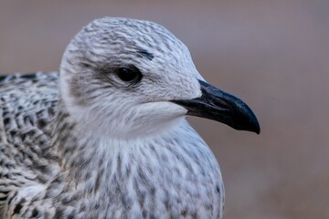 Portrait of young european herring gull on a beach