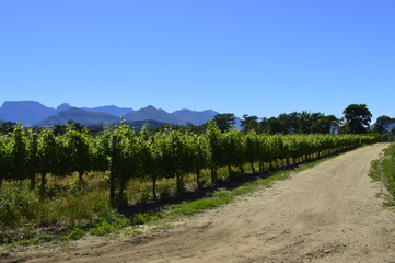 Fototapeta na wymiar Way of vineyards