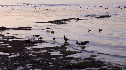 Panoramic view of Canada geese wading and rooting for food in muddy St. Lawrence River bank in the early spring during a mauve dawn, Cap-Rouge area, Quebec City, Quebec, Canada