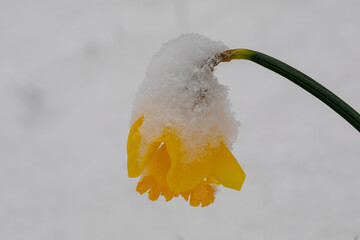 Osterglocke mit Schnee bedeckt