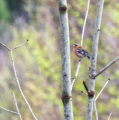 The finch standing on the birch branch