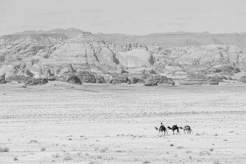 Bedouin rides his camels through the desert near Al Ula, Saudi Arabia - 427444297