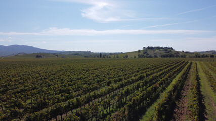 Fototapeta na wymiar vineyards in beautiful tuscany, italian wine from grapes in sunny location