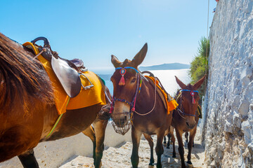 Greece Santorini island in Cyclades, Donkeys waiting for tourists for a ride in Fira