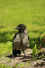 crow on the grass