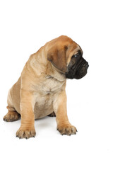 puppy bullmastiff isolated on white 