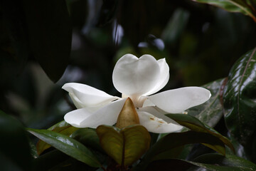 Magnolia blooms in the sunshine