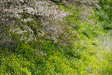 菜の花と桜