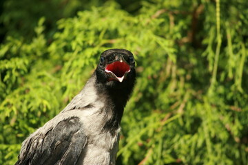 portrait of a crow
