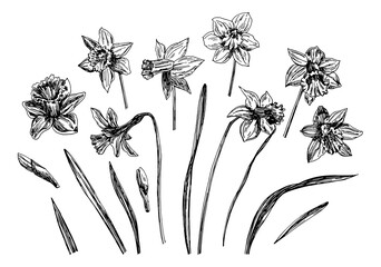 Vector illustrations of Narcissus drawn with a black line on a white background.